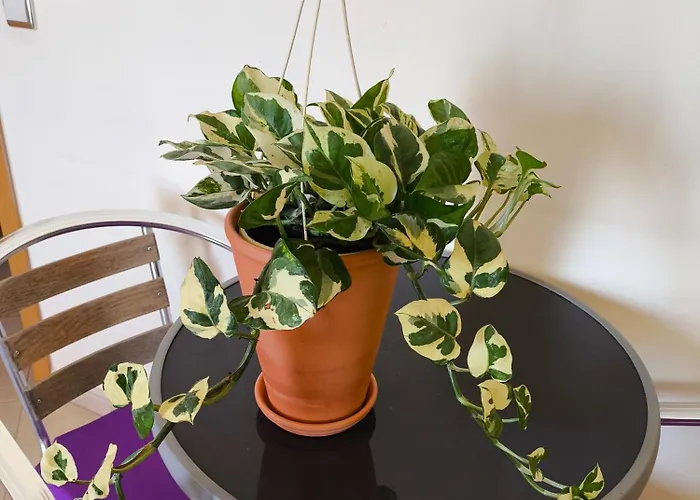 Em Tavira Homestay szállás